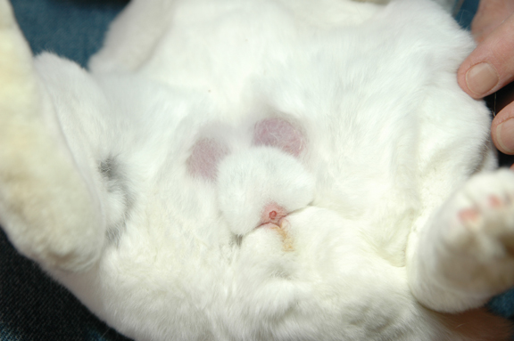 That How to sex a rabbits Where can How to sex a rabbits regret